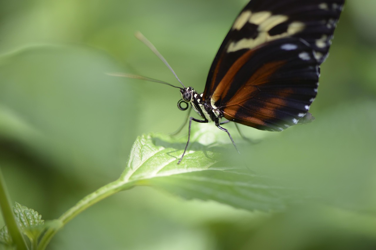 insect, butterfly, wings, bug, nature, entomology, macro, bug, bug, bug, bug, bug