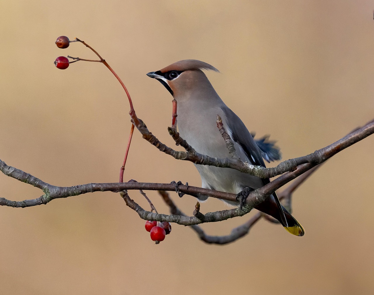 bird, beak, bill, plumage, feathers, bird watching, ornithology, waxwing, animal, nature, bird, bird, bird, bird, bird