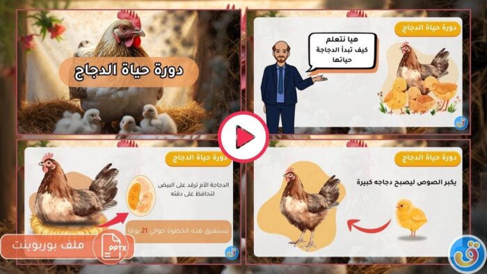 الحياة والكائنات الحية: بوربوينت دورة حياة الدجاجة