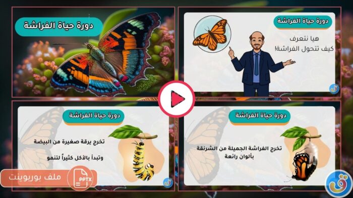 الحياة والكائنات الحية: بوربوينت دورة حياة الفراشة