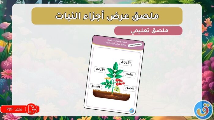 الحياة والكائنات الحية: ملصق عرض أجزاء النبات