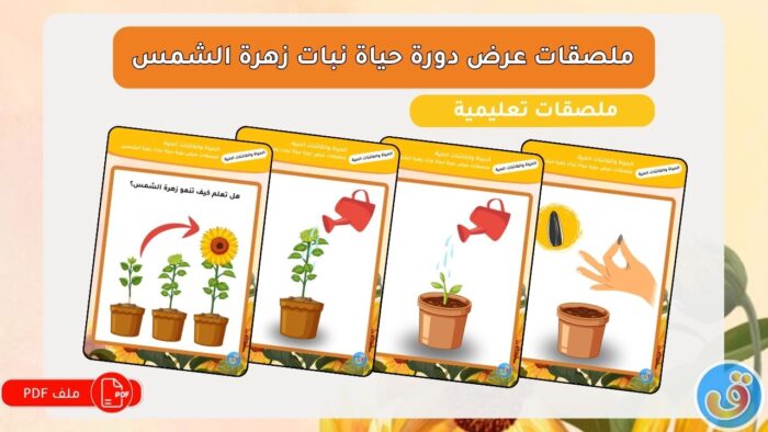 الحياة والكائنات الحية: ملصقات عرض دورة حياة نبات زهرة الشمس