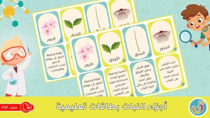 التعرف على النباتات: أجزاء النبات - بطاقات تعليمية