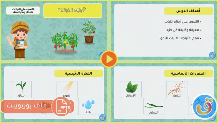 التعرف على النباتات: أجزاء النبات - بوربوينت