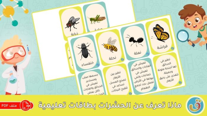 الحشرات: ماذا تعرف عن الحشرات - بطاقات تعليمية