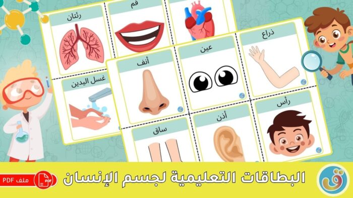 أعضاء جسم الإنسان