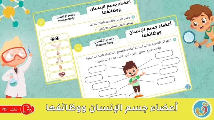 جسم الإنسان: أوراق عمل أعضاء جسم الإنسان ووظائفها
