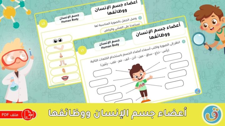 أعضاء جسم الإنسان