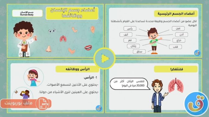 جسم الإنسان: بوربوينت أعضاء جسم الإنسان ووظائفها